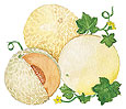 Watercolor of 3 cantaloupes and one is sliced