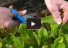 Video thumbnail for Grow Quick and Easy "Cut and Come Again" Lettuce