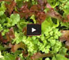 Video thumbnail for Grow "Cut And Come Again" Mesclun Lettuce In A Container