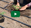Video thumbnail for Planting Tomato Seedlings Into The Garden