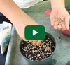 Video thumbnail for How To Start Wheatgrass From Seed