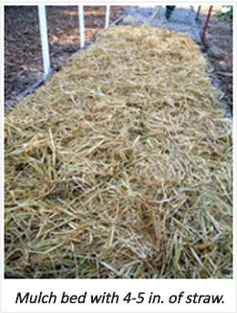 Thick straw mulch covering the garden bed.