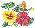 Watercolor image of Amazon Jewel nasturtium - Renee's Garden