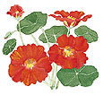 Watercolor image of a Copper Sunset nasturtium - Renee's Garden