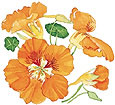 Watercolor image of a Creamsicle nasturtium - Renee's Garden