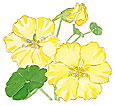 Watercolor image of Moonlight nasturtium - Renee's Garden