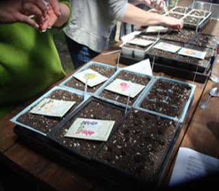 Seed trays with hands sorting the seeds from the seed packet.