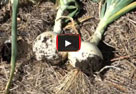 Video thumbnail for Harvesting And Drying Onions