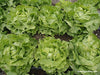 Small image of six heads of lettuce growing out of the ground - Renee's Garden