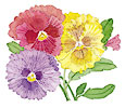 Watercolor image of Victorian Posy Pansies - Renee's Garden