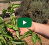 Video thumbnail for How To Harvest And Prepare Padron Tapas Peppers