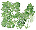 Colored drawing of green Italian parsley.