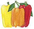 Watercolor of yellow, orange, and a red bell pepper