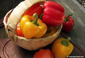 Multi colored bell peppers in a basket