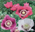 Heirloom Pepperbox poppies growing in the garden - Renee's Garden