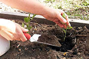 A person using a trowel to fill in the hole where they just place a transplanted seedling - Renee's Garden