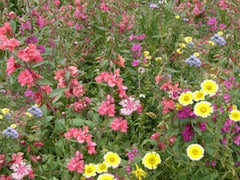 blooming pollinator flowers