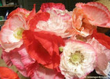 A close-up of a bouquet of Falling in Love poppies - Renee's Garden
