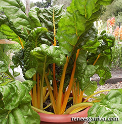 Chard growing in a container