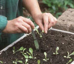A person carefully lifting seedlings by the stems to transplant them 2 inches part - Renee's Garden