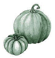 Illustration of two pumpkins. 