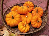 A harvest basket full of mini pumpkins - Renee's Garden