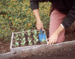 Person using a trowel to remove seedlings and their root ball from a seedling tray - Renee's Garden