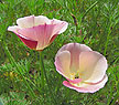 Two Dusky rose poppies - Renee's Garden