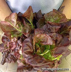 Holding container lettuce
