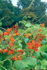 A patch of scarlet runner beans in the garden with green leaves and red blossoms.