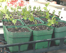 Seedlings in individual seedling containers - Renee's Garden