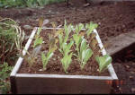Lettuces growing in a seedling tray - Renee's Garden