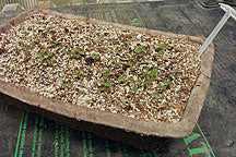 Seedlings in a seed starting tray - Renee's Garden