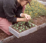 A person uses a putty knife to separate seedlings into individual blocks so as not to disturb the root balls - Renee's Garden