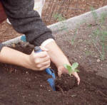 Person uses a trowel to gently set a seedling into a freshly dug hole - Renee's Garden