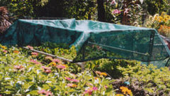 Shade cloth draped over a frame made with PVC pipe to protect lettuces in garden.