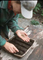 Person sowing a handful of seeds into a furrow in the soil in a seed starting tray - Renee's Garden