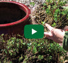 Video thumbnail for How To Divide Spearmint Plants