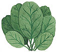 Watercolor image of a bundle of spinach leaves - Renee's Garden