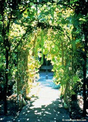 A trellised arched pathway with vines climbing up and over.