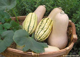 Delicada and butternut squash arranged in a harvesting basket - Renee's Garden