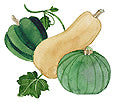 Watercolor image of an acorn squash, a butternut squash, and a kabocha squash - Renee's Garden
