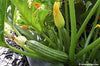 Small image of zucchinis fruiting off the plant - Renee's Garden