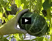 VIdeo thumbnail for When And How To Harvest Winter Squash