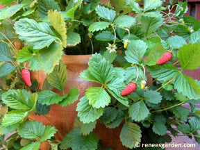 Alpine Strawberries growing in a terracotta container pot.