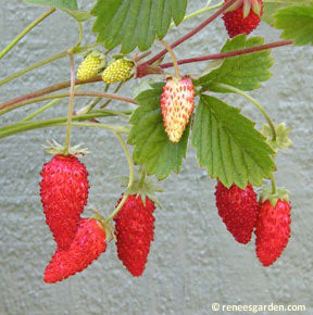 Ripened and unripe Alpine Strawberries hanging dainty branches.