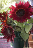 A bouquet of Cinnamon Sun sunflowers - Renee's Garden