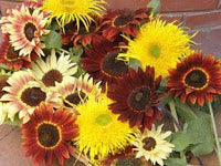 A harvest basket filled with sunflowers that are varying shades of yellow, brown, and orange - Renee's Garden