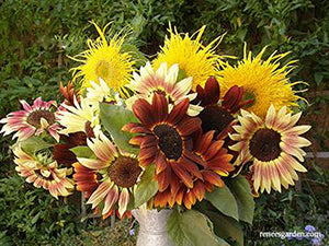 Sun Samba Sunflowers