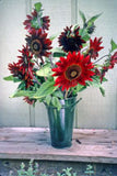 Chocolate Cherry sunflowers in a blue vase - Renee's Garden
